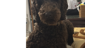 Lost Pet: Canela