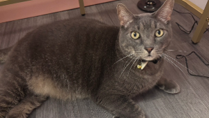 Lost Pet: Oliver