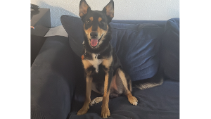 Lost Pet: Blu