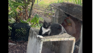 Lost Pet: Nixie