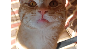 Lost Pet: Simba