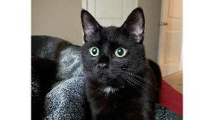 Lost Pet: Loki