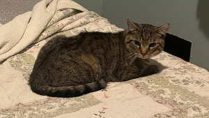 Lost Pet: Pickle