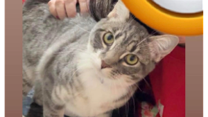 Lost Pet: Tilly