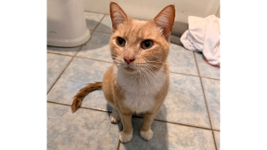 Lost Pet: Simon