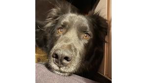 Lost Pet: Marley