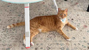 Lost Pet: Gilbert