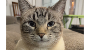 Lost Pet: Gia