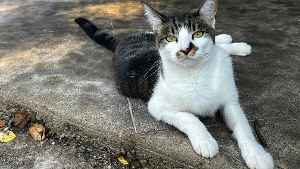 Lost Pet: Swayze