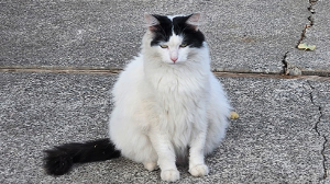 Lost Pet: Cannoli