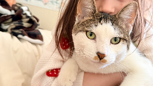 Lost Pet: Pax