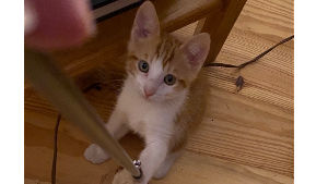 Lost Pet: Leo