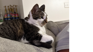 Lost Pet: Bean