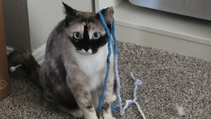 Lost Pet: Ari De Jesus
