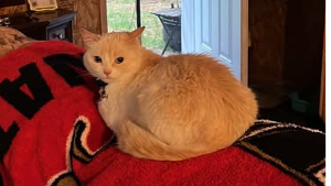 Lost Pet: Peach
