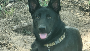 Lost Pet: Houdini