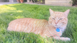 Lost Pet: Opie