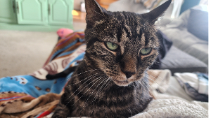 Lost Pet: Misty