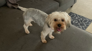 Lost Pet: PJ