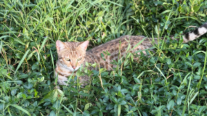 Lost Pet: Gary
