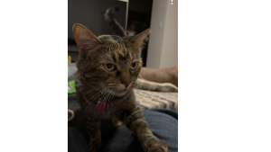 Lost Pet: Fendy