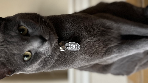 Lost Pet: Ashtray