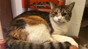 Lost Pet: Sweetie