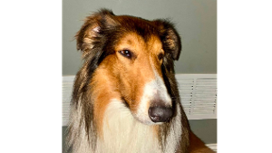 Lost Pet: Shep