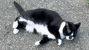 Lost Pet: Groucho