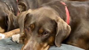 Lost Pet: Honey