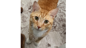 Lost Pet: Mango