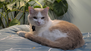 Lost Pet: Lucifer