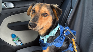 Lost Pet: Jake