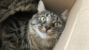 Lost Pet: Norman