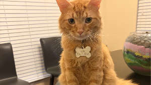Lost Pet: Labio Whittington