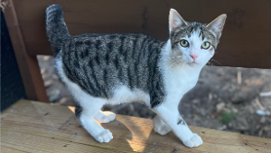 Lost Pet: Miso