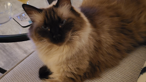 Lost Pet: Missy