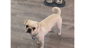 Lost Pet: Apollo