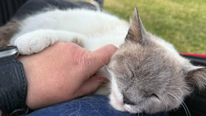 Lost Pet: Yogurt