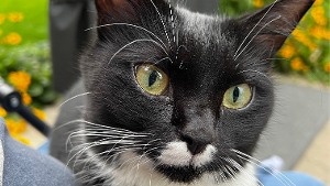 Lost Pet: Domino