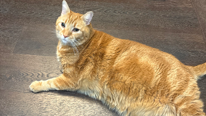 Lost Pet: Doug