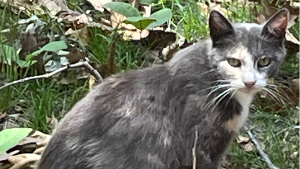 Lost Pet: Mama