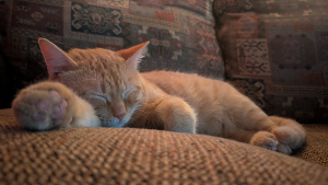 Lost Pet: Big Teddy
