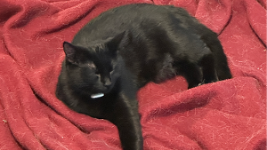 Lost Pet: Coraline