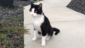 Lost Pet: Whisky