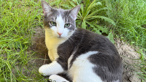 Lost Pet: Shoresy
