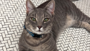 Lost Pet: Lyra (tag says Hue)