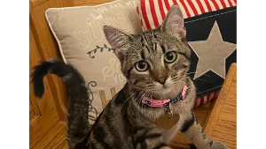 Lost Pet: Arabella