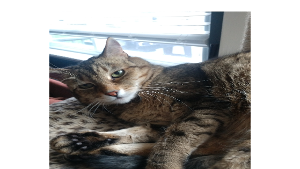 Lost Pet: Bob (A Roo)