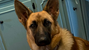 Lost Pet: Sierra